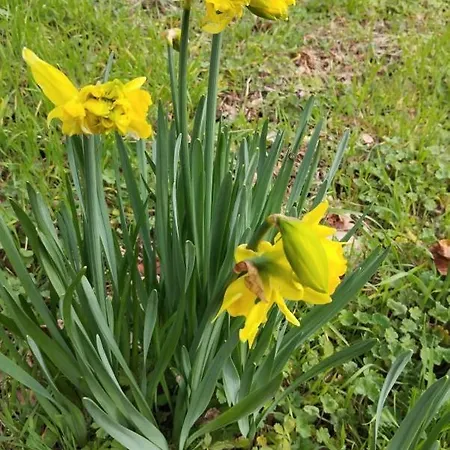 Le Trefle D'or Жерарме